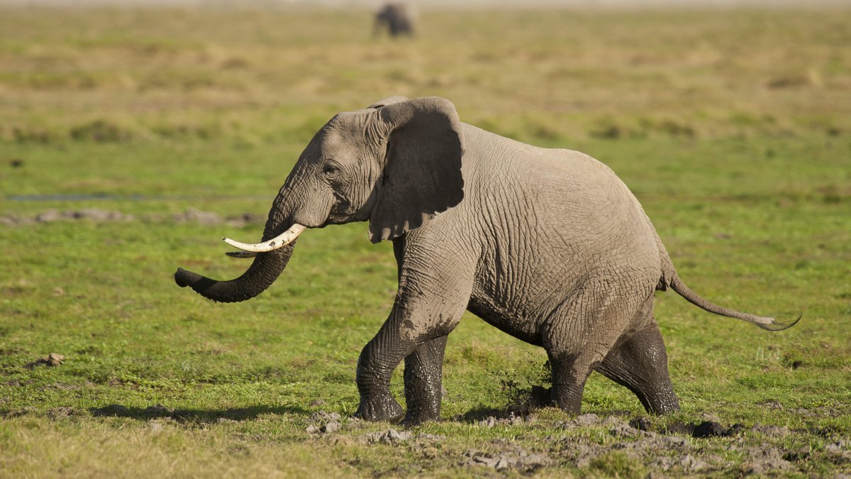 Ein Elefant läuft über eine grüne Savanne im Kenyan Nationalpark.