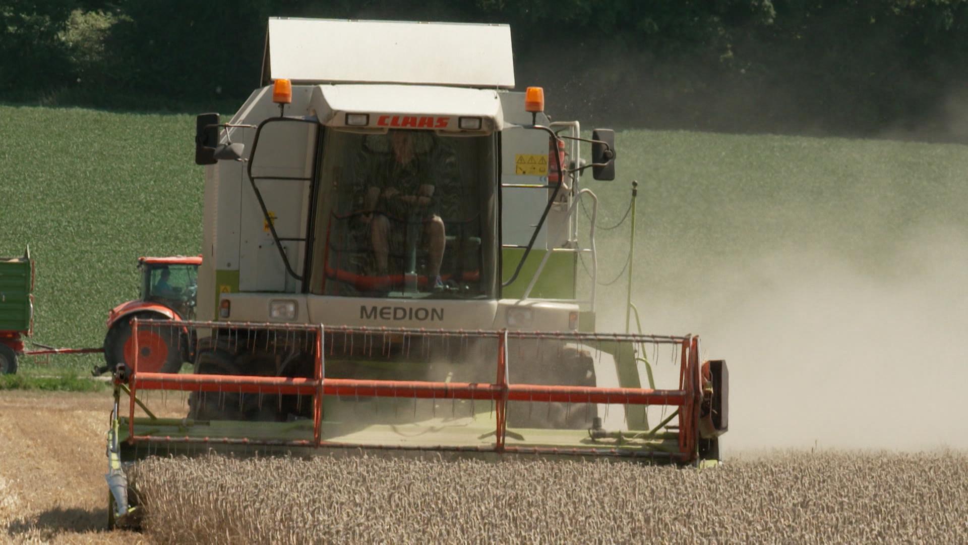 Wer erst nach dem Regen geerntet hat, bekommt eventuell schlechtere Qualität beim Getreide. 