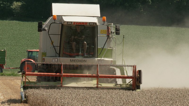Wer erst nach dem Regen geerntet hat, bekommt eventuell schlechtere Qualität beim Getreide. | Bild: BR Wer erst nach dem Regen geerntet hat, bekommt eventuell schlechtere Qualität beim Getreide.