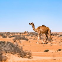 Das Dromedar - Überlebenskünstler und Luxusrenntier | Bild: picture alliance / Westend61 | Valentin Weinhäupl