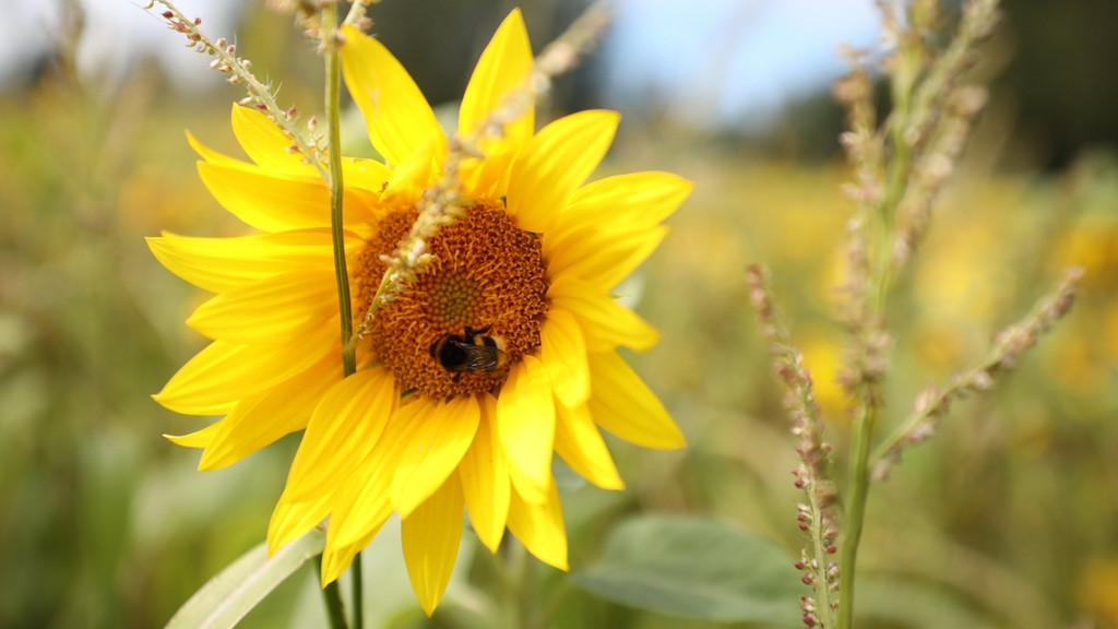 Sonnenblume mit Biene mit Feld im Hintergrund.