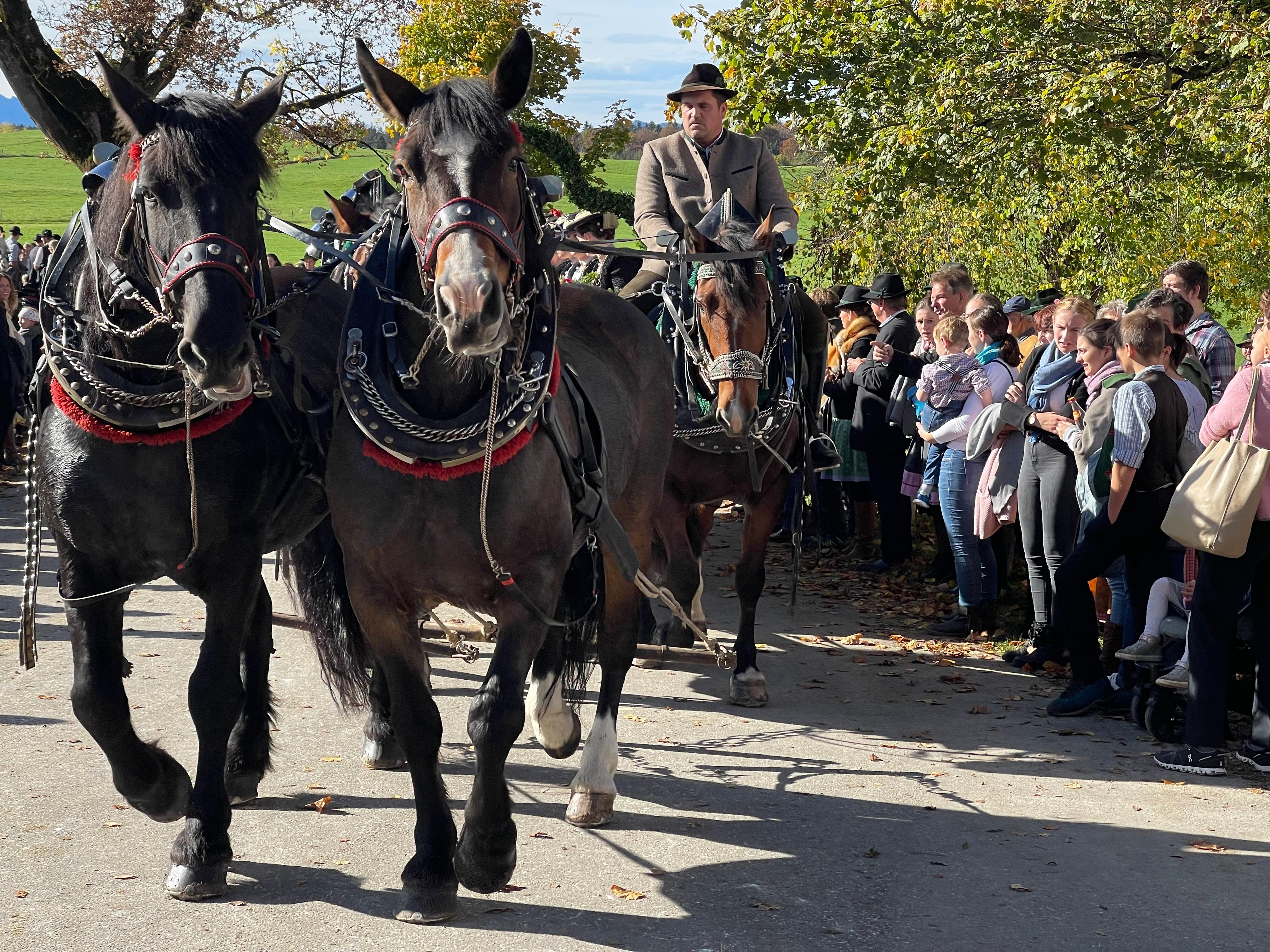 Symbolbild: In eine Kutsche eingespannte Pferde.