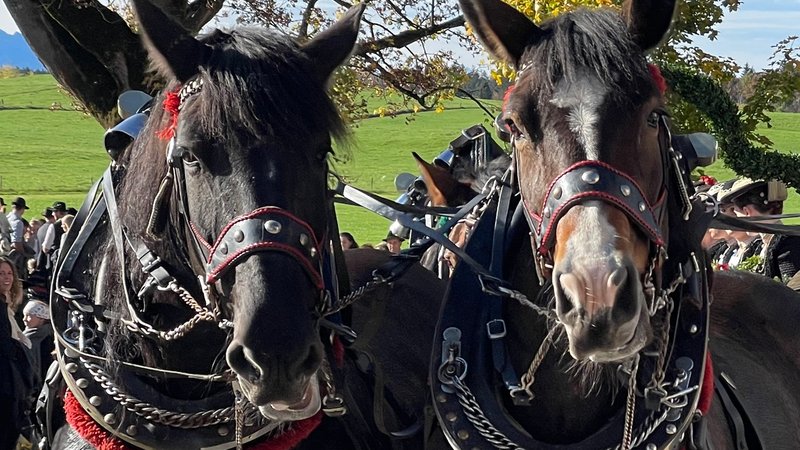 Symbolbild: In eine Kutsche eingespannte Pferde. | Bild: BR/Sabine Schmalhofer Symbolbild: In eine Kutsche eingespannte Pferde.