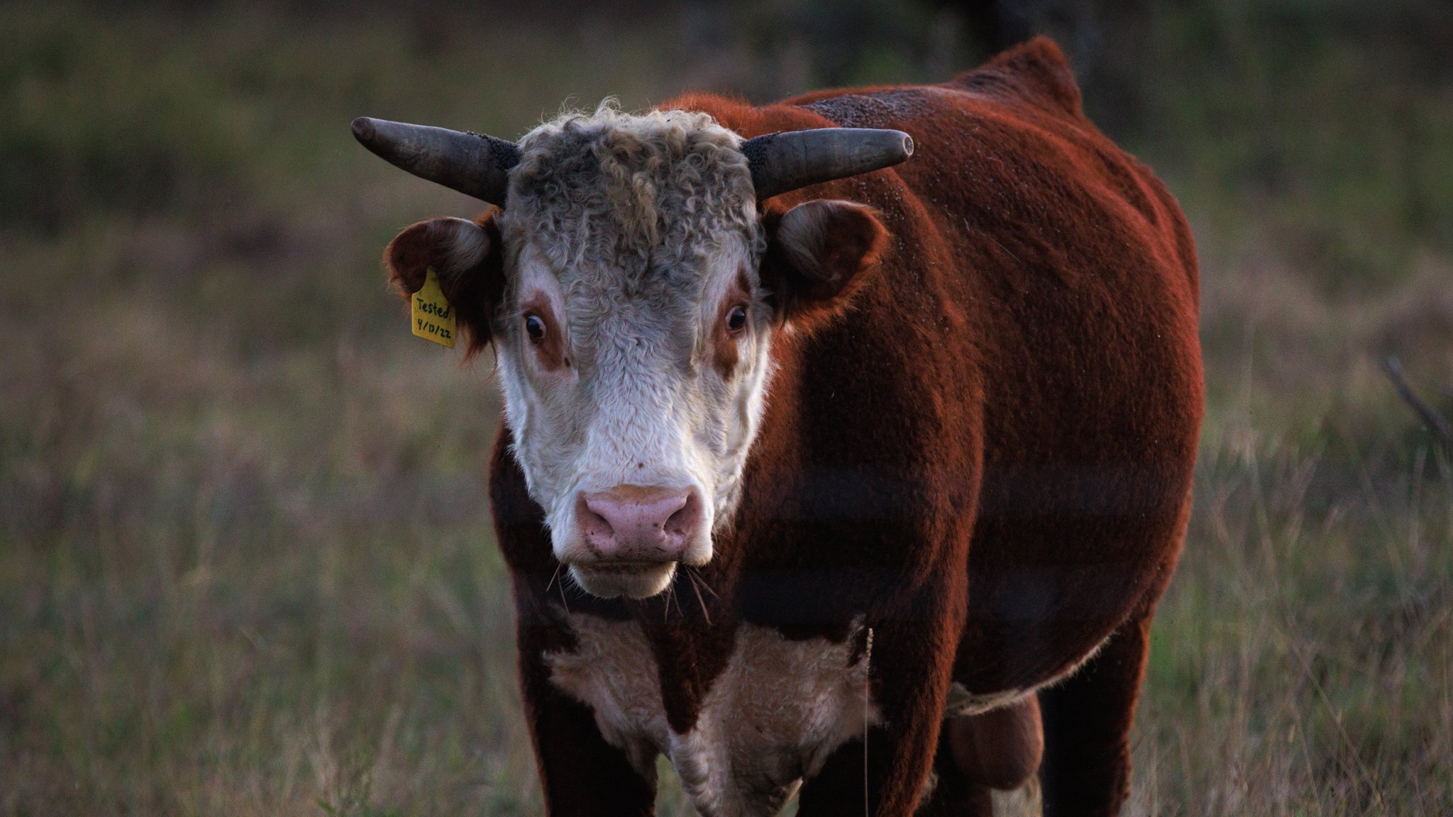 Grasendes Rind in Texas