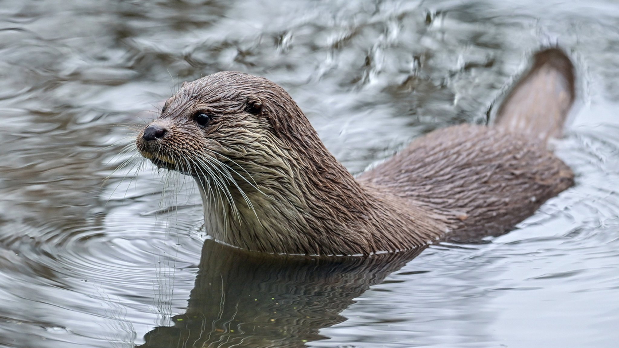 Ein Fischotter im Wasser.