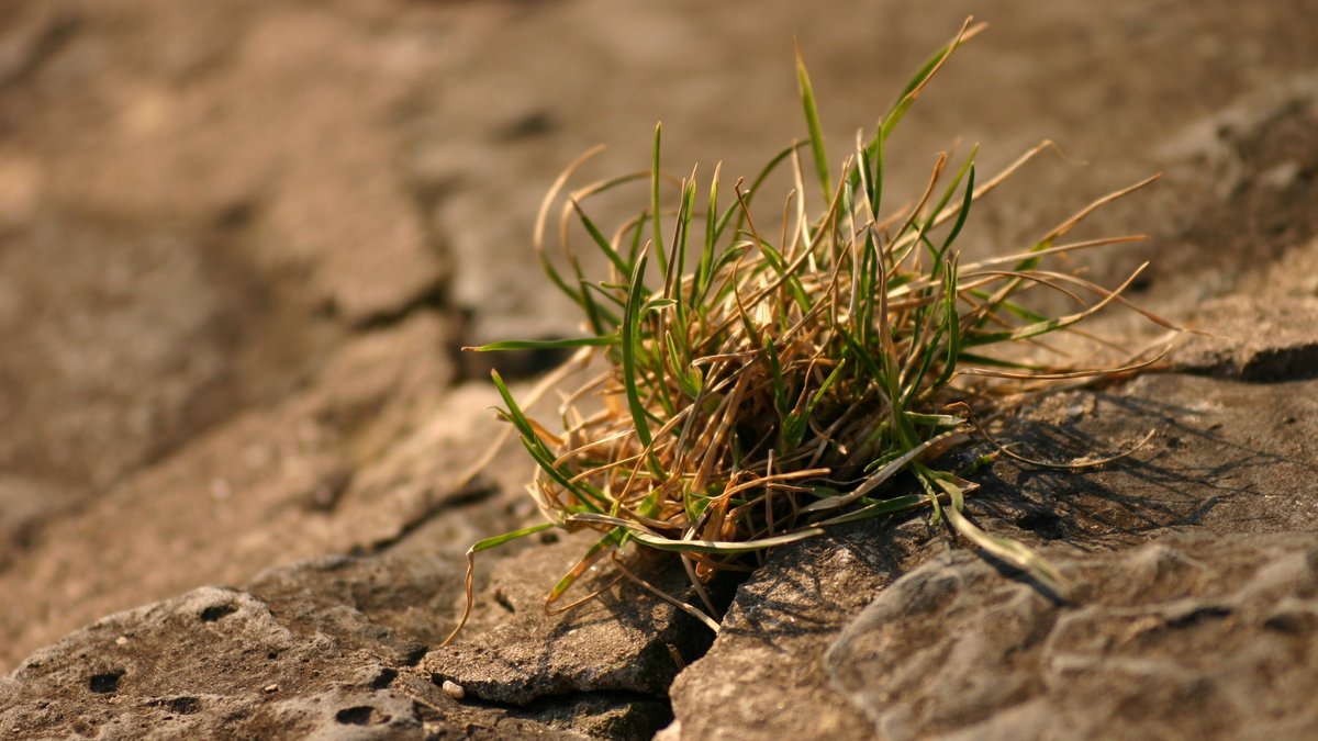 Grasbüschel wächst aus Stein