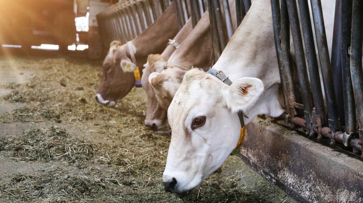 Allgäuer Bauern halten Anbindeverbot bei Rindern für widersinnig