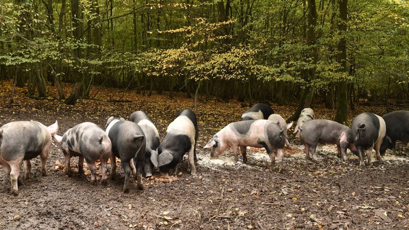 Schweine im Wald (Archivbild) | Bild: picture alliance | Dieter Möbus Schweine im Wald (Archivbild)
