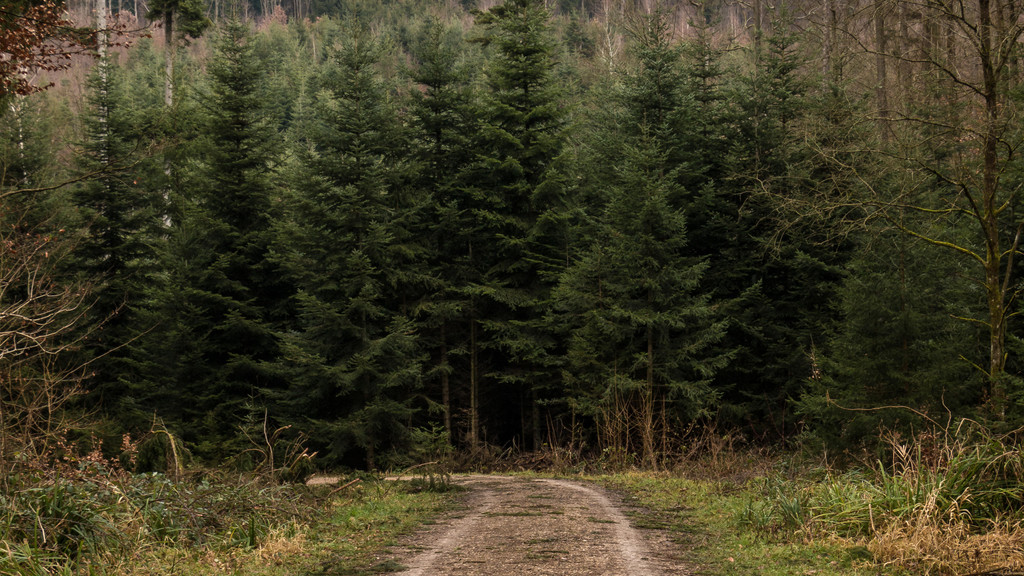 Im Wald angepflanzte Nadelbäume (Symbolbild) | Bild: picture alliance/vizualeasy | Hacki Hackisan Im Wald angepflanzte Nadelbäume (Symbolbild)