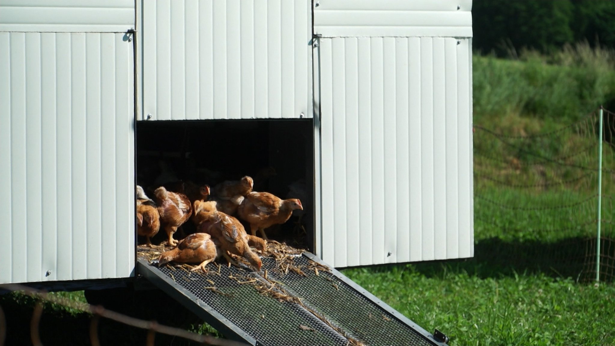 Tierwohl und Schlachtung: Was sich am Anfang wie ein krasser Widerspruch anhört, ist eigentlich keiner. Ein Beispiel aus dem Landkreis Passau zeigt, wie am Ende der Produktionskette viel getan werden kann: mit einem Schlachtmobil.