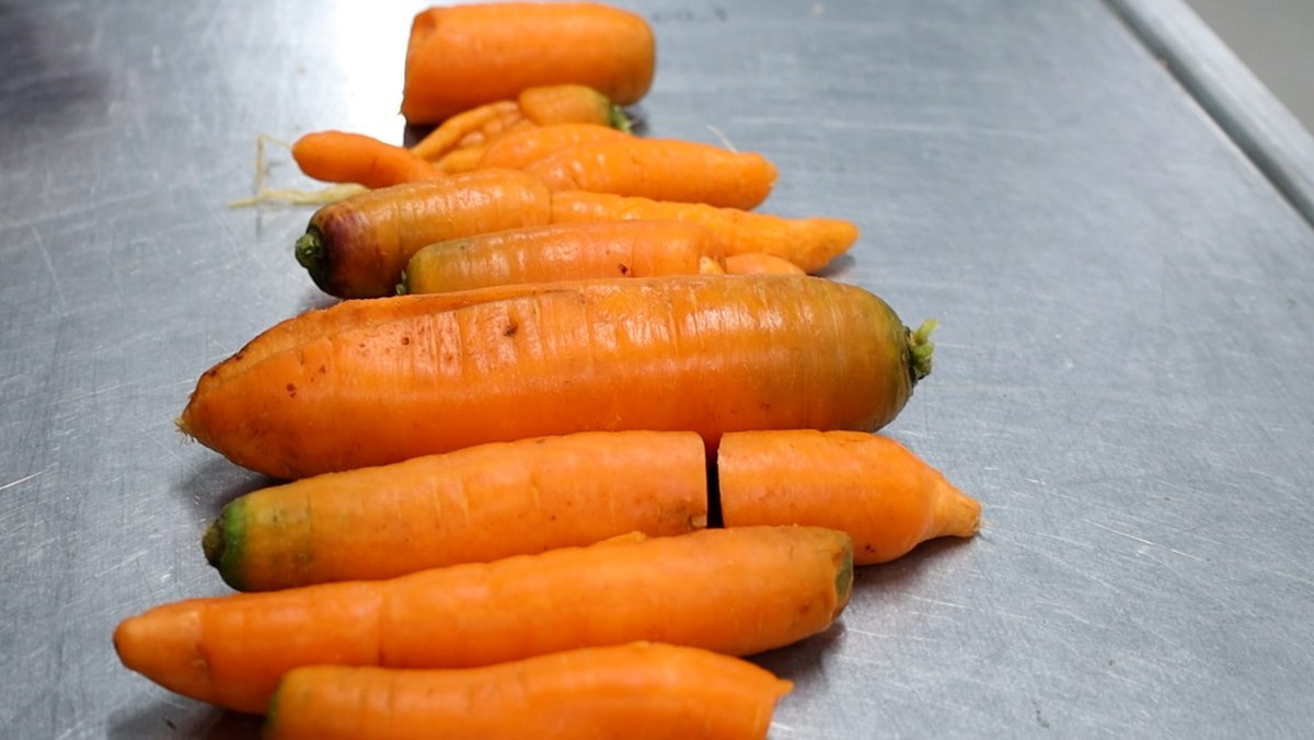 Ausschuss: Karotten, die nur als Futterkarotten vermarktbar sind. 