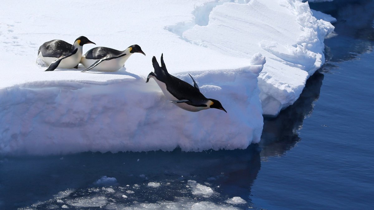 Kaiserpinguine springen in der Antarktis von einer Eiskante ins Meer. 