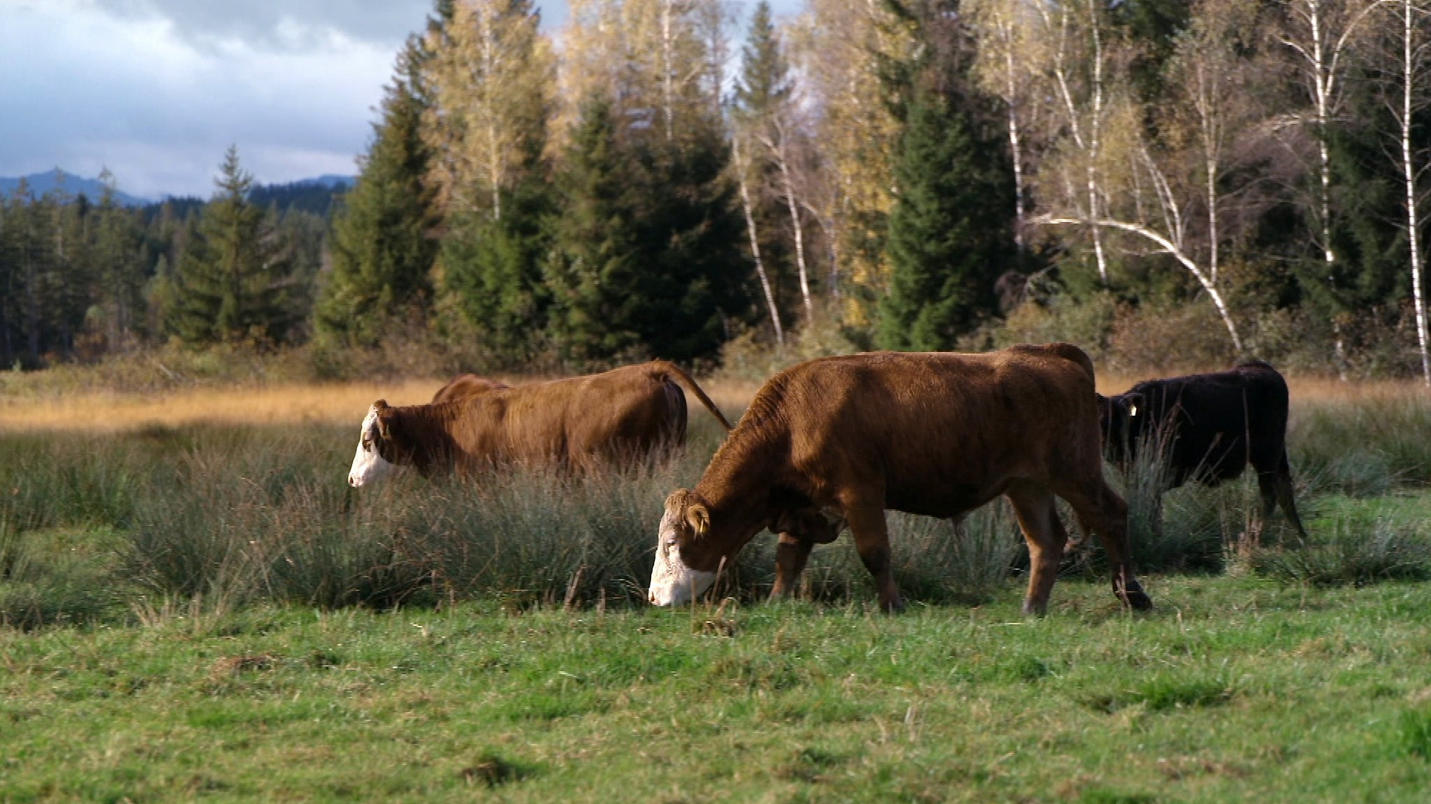 Pioniere in Gummistiefeln – Moorschutz mit der Landwirtschaft