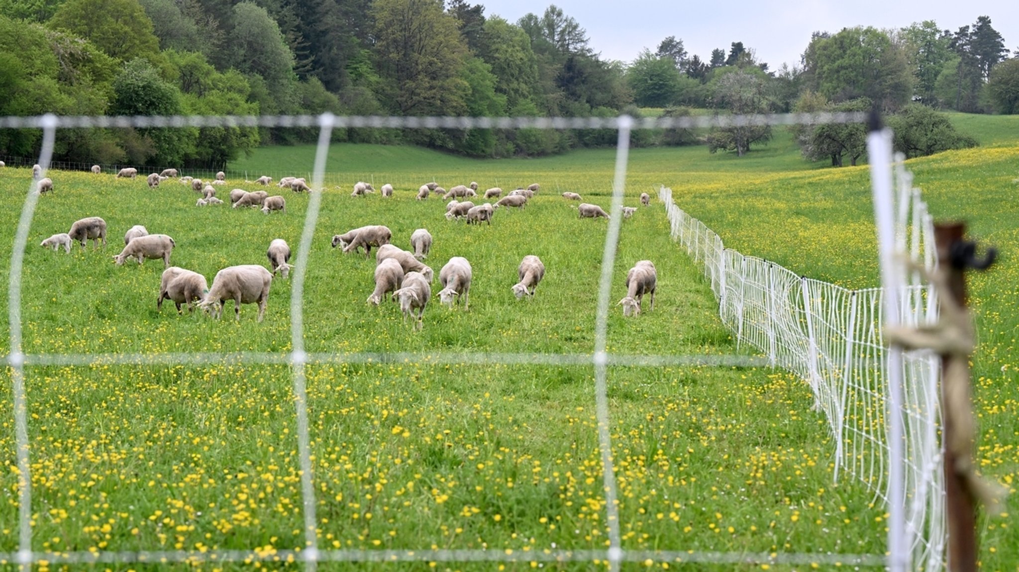 Tote Schafe: War es ein "Problem-Wolf" oder doch ein Hund?