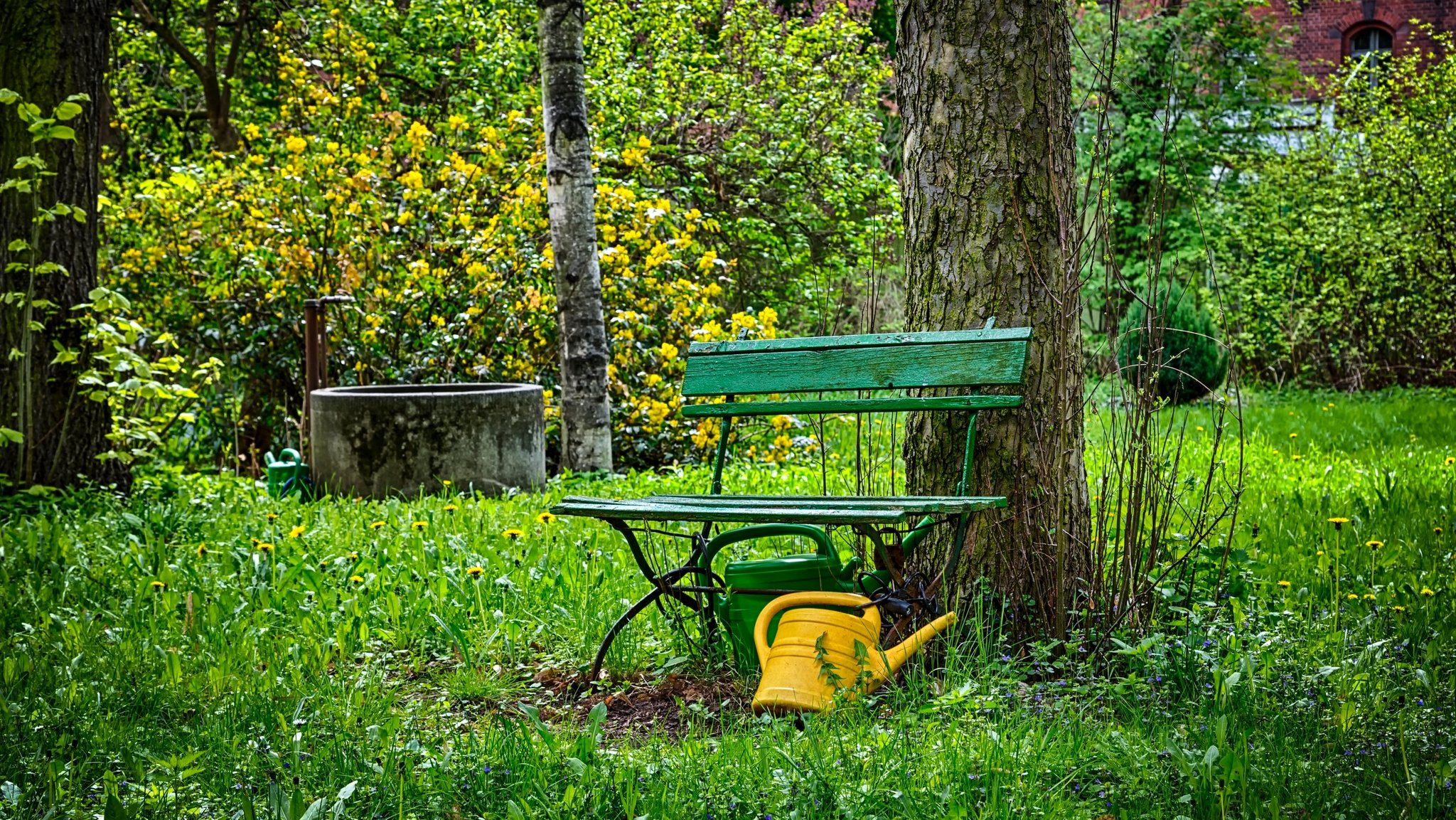 Ein Garten im Sommer mit grünen Pflanzen, einer Bank und einer Gieskanne