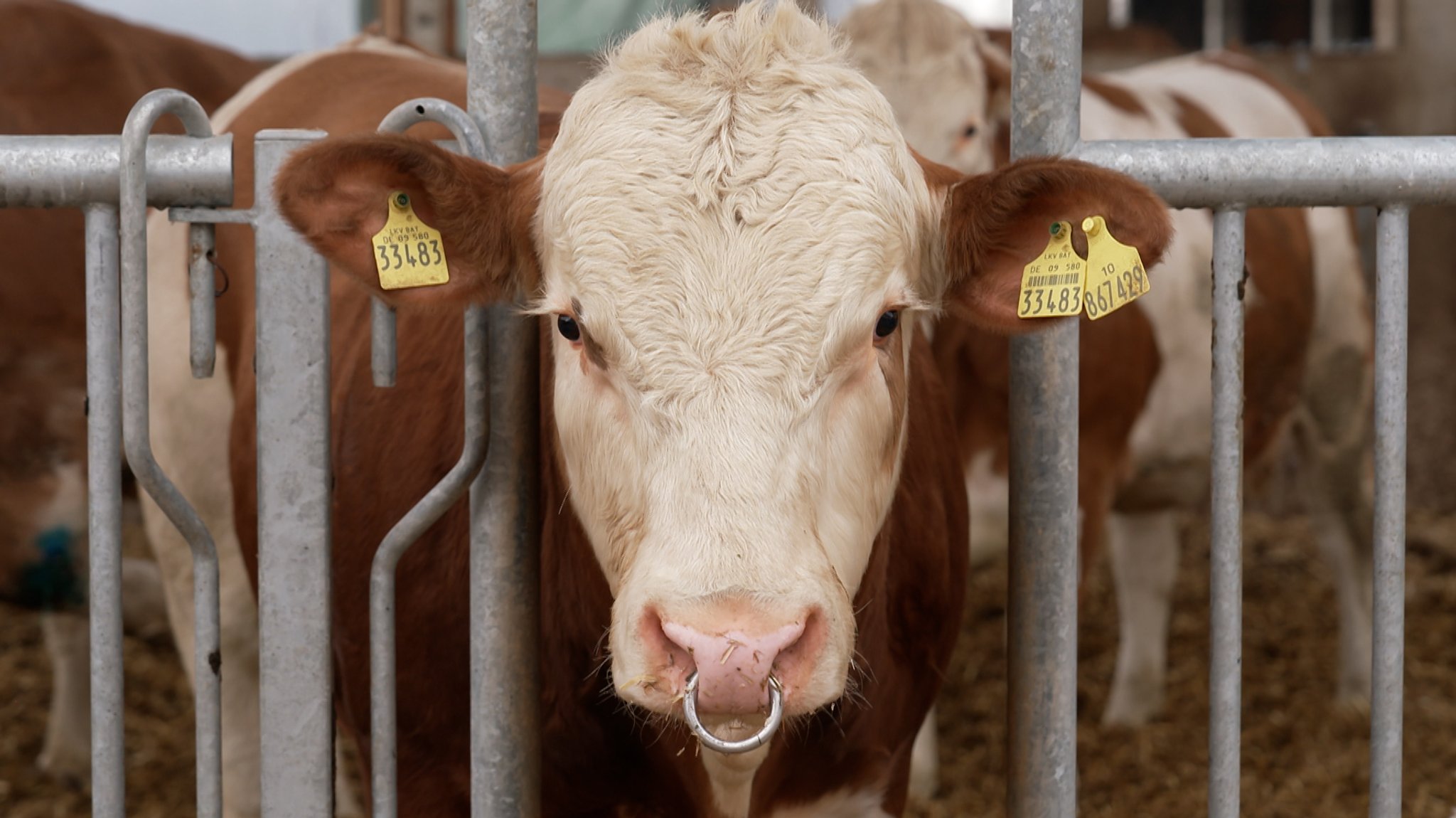 Durch die Tierwohlabgabe sollen Investitionen ins Tierwohl gefördert werden. 