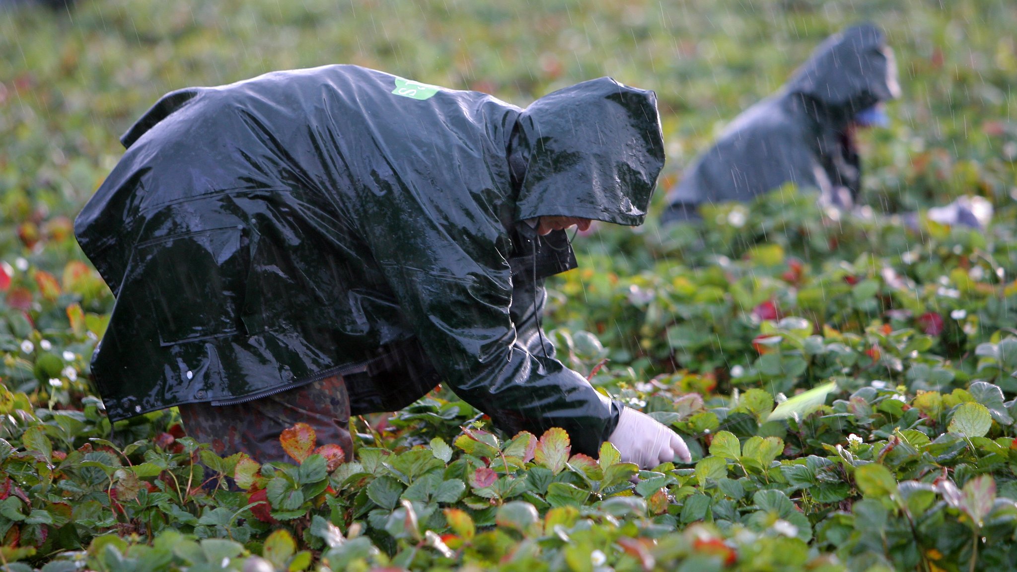 Ein Mann pflückt im Regen Erdbeeren. 