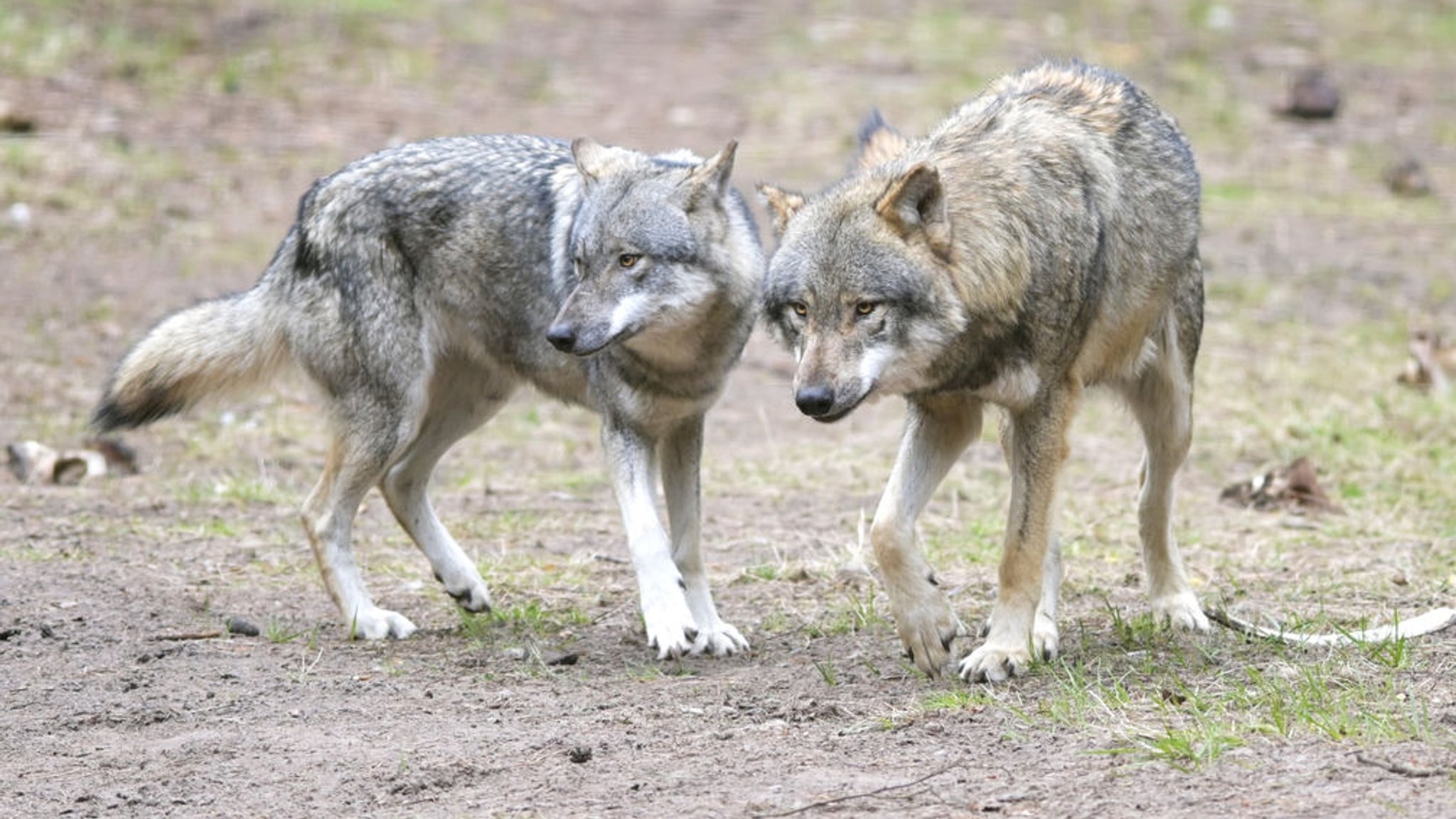 ARCHIV - 15.04.2021, Brandenburg, Schorfheide/Ot Groß Schönebeck: Wölfe laufen im Wildpark Schorfheide durchs Gehege. (zu dpa: «Bund unterstützt Wolfsjagd in Problemgebieten») Foto: Soeren Stache/dpa-Zentralbild/dpa +++ dpa-Bildfunk +++ | Bild: dpa-Bildfunk/Soeren Stache ARCHIV - 15.04.2021, Brandenburg, Schorfheide/Ot Groß Schönebeck: Wölfe laufen im Wildpark Schorfheide durchs Gehege. (zu dpa: «Bund unterstützt Wolfsjagd in Problemgebieten») Foto: Soeren Stache/dpa-Zentralbild/dpa +++ dpa-Bildfunk +++