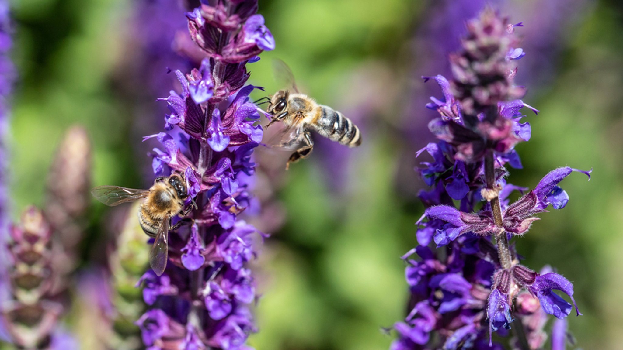 Bienen sitzen auf Ziersalbei