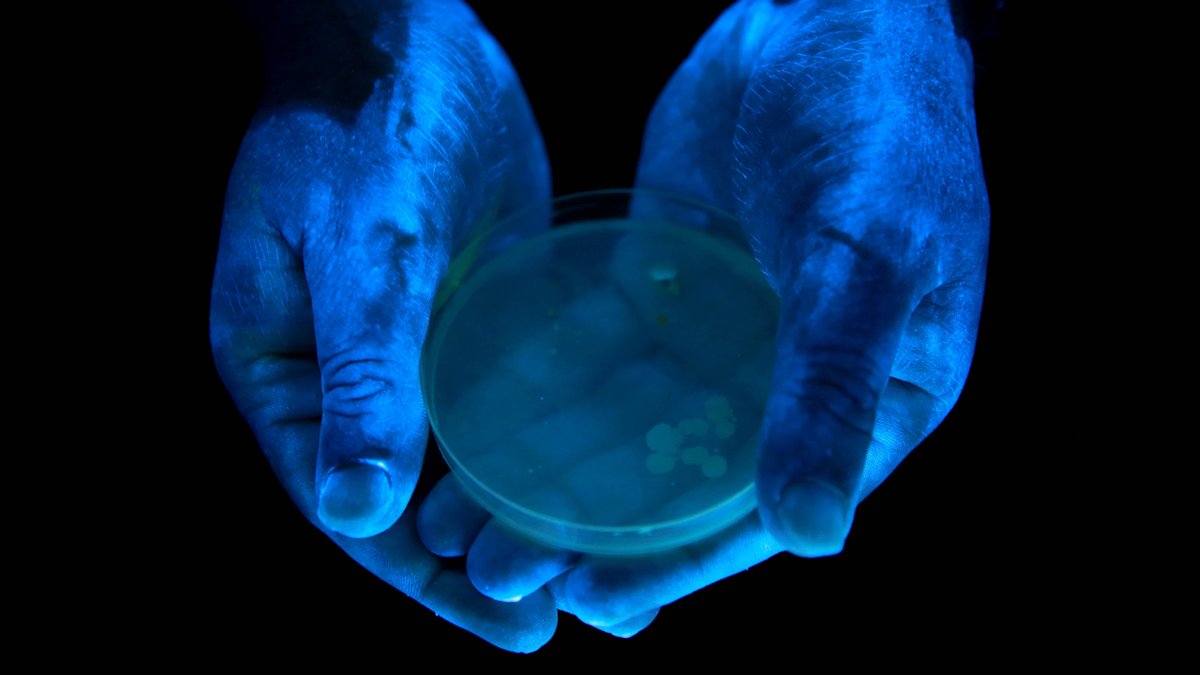 Keimbelastete Hände im ultravioletten Licht mit einer Petrischale mit Keimen in der Hand