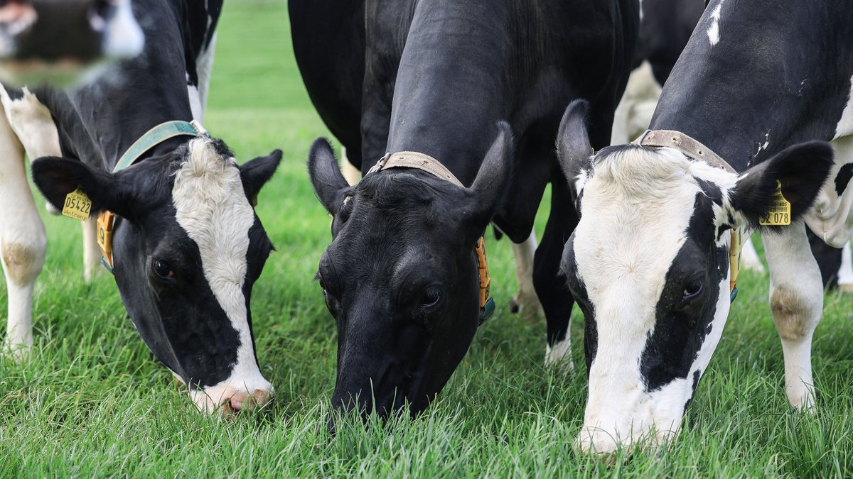 Viechtach: Acht Kühe durch Blitzeinschlag auf Weide gestorben