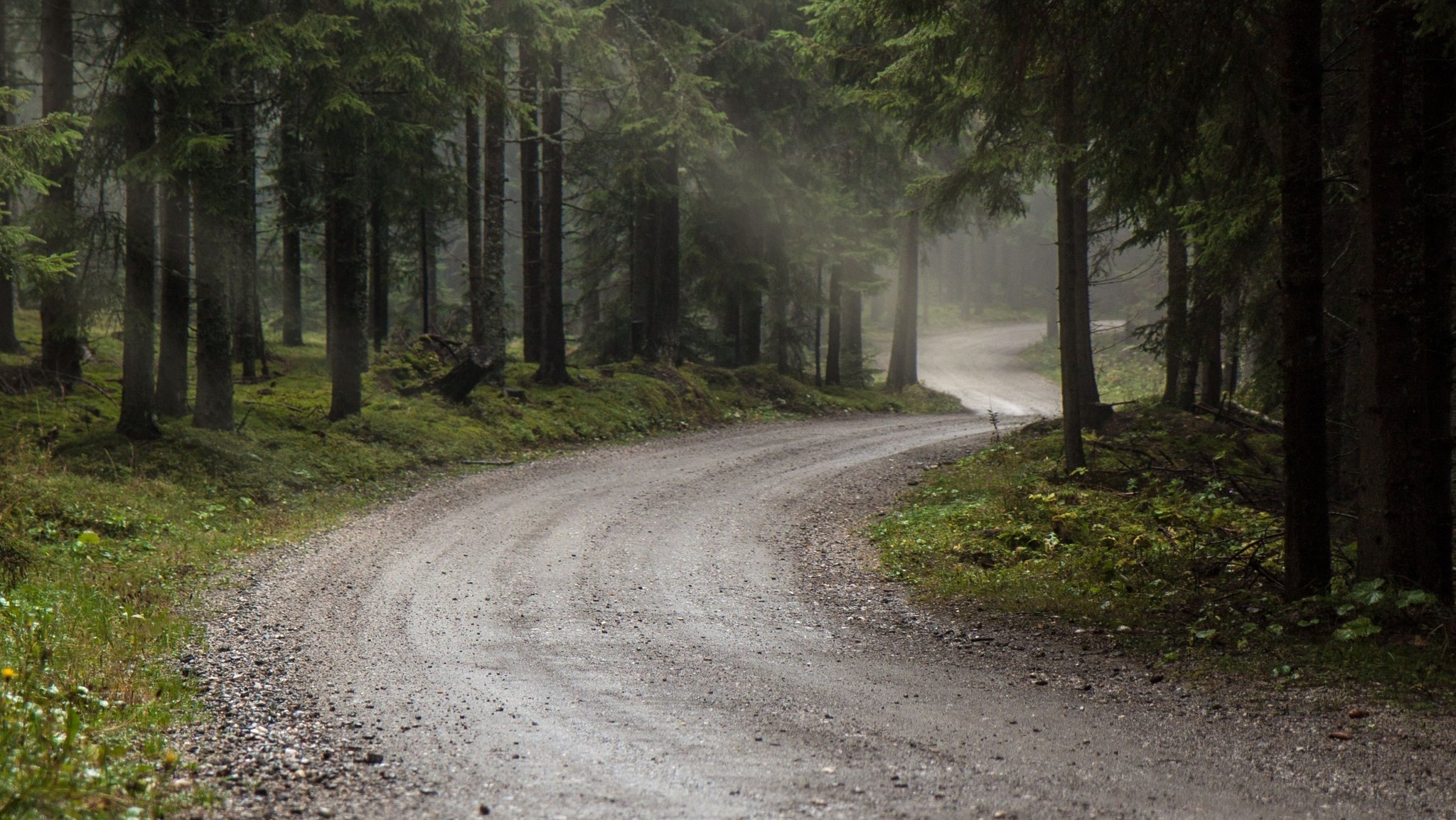 Waldweg im Regen