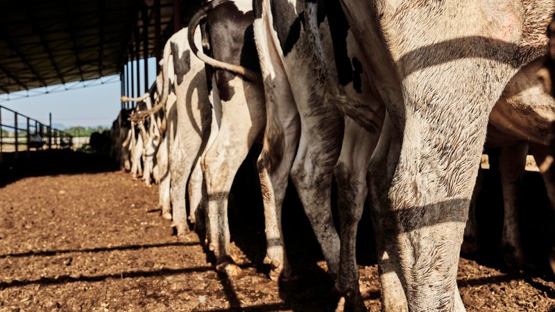 Kühe im Stall (Symbolbild) | Bild: picture alliance / Westend61|victor espadas gonzalez Kühe im Stall (Symbolbild)