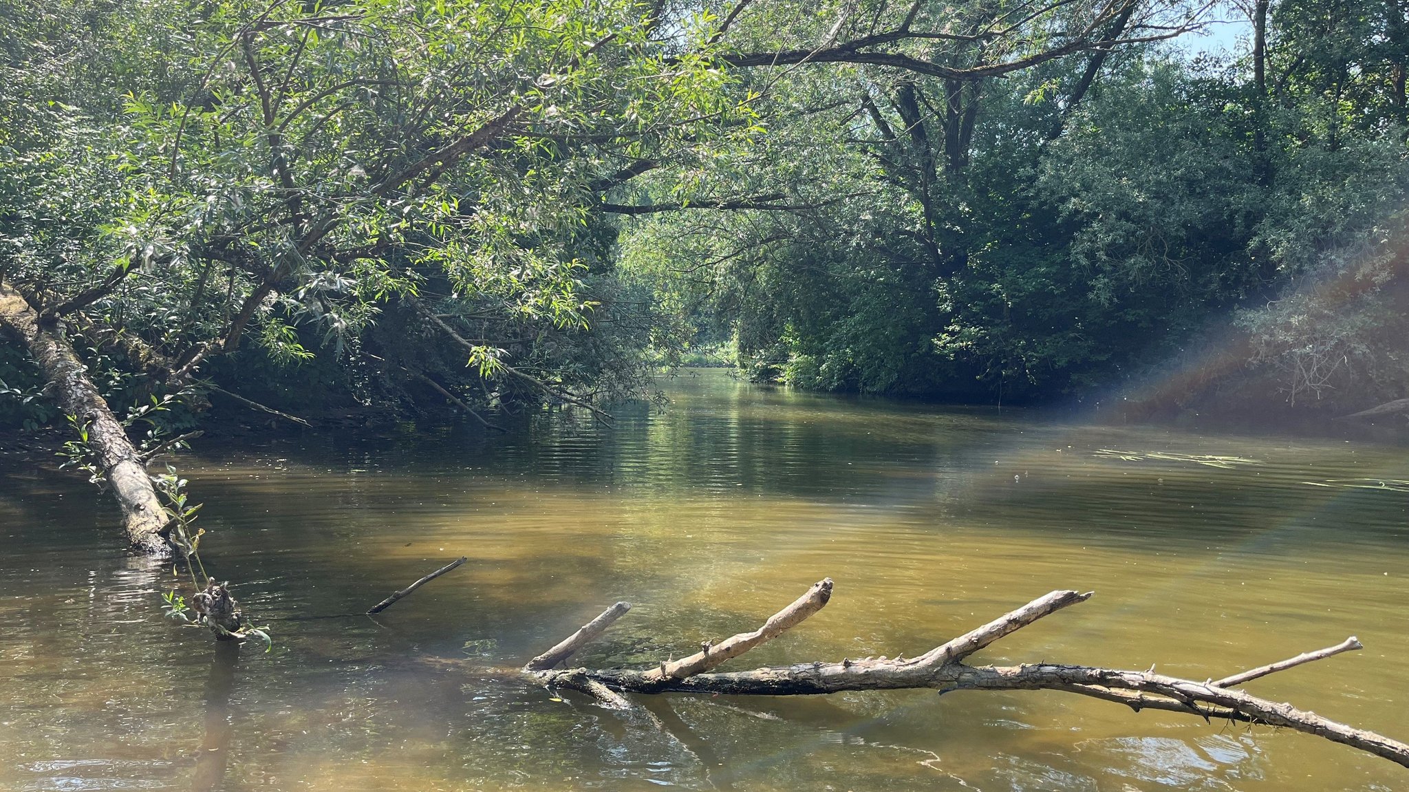 Fränkische Saale mit ins Wasser gefallenem Baum 