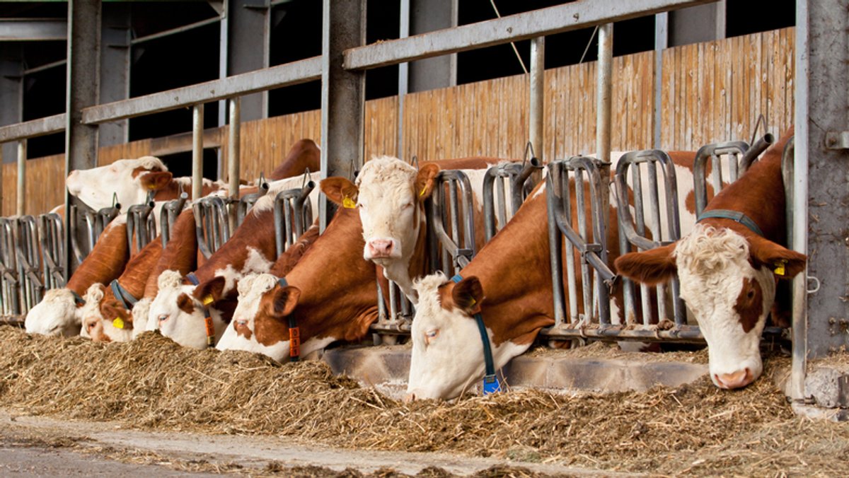 Auf einem Bauernhof in den Niederlanden ist eine an BSE erkrankte Kuh entdeckt worden. (Symbolbild)