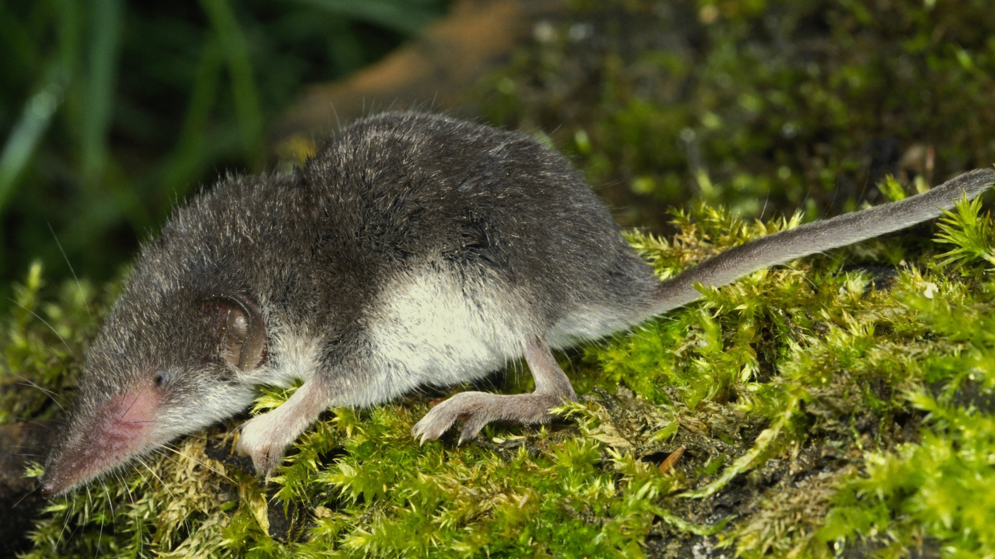 Symbolbild: Feldspitzmaus überträgt den seltenen, aber meist tödlichen Borna-Virus