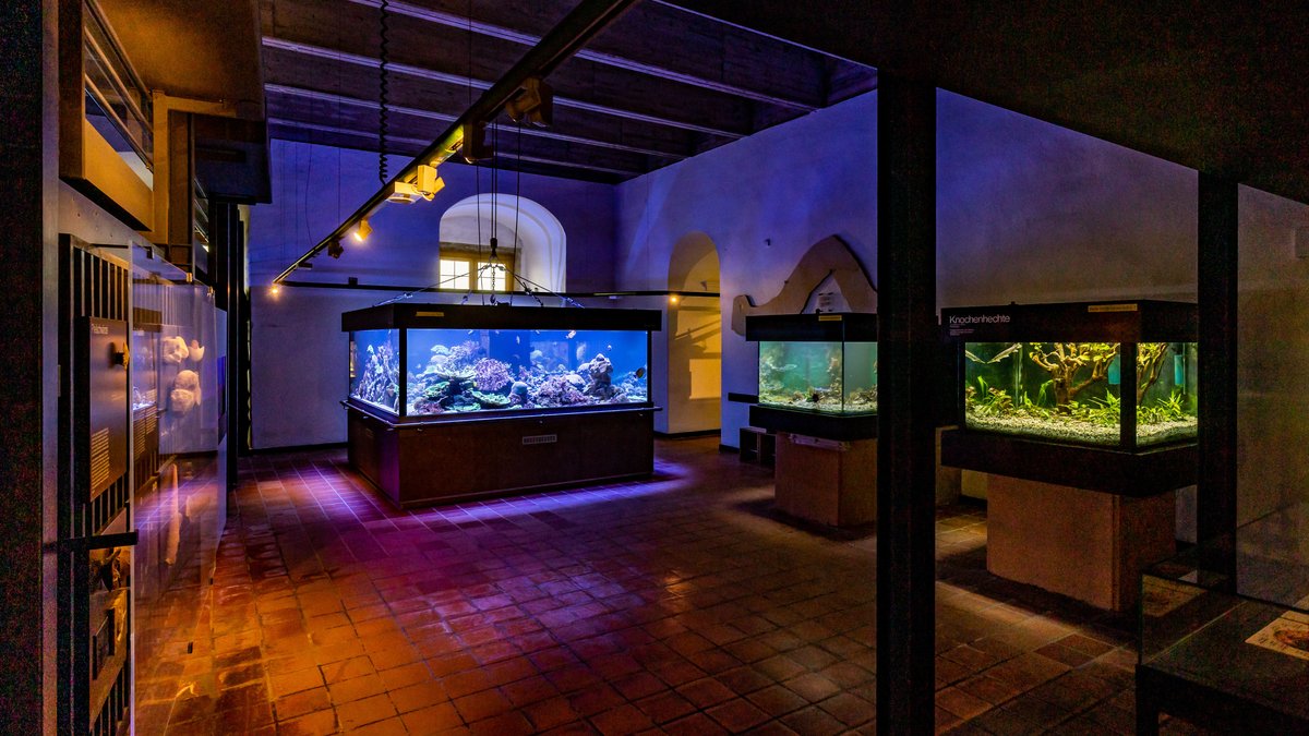 Das Aquarium im Juramuseum. 