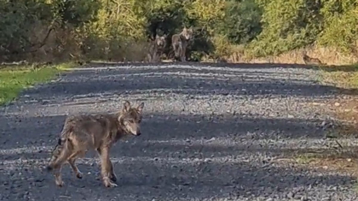 Junge Wölfe auf dem Truppenübungsplatz in Wildflecken