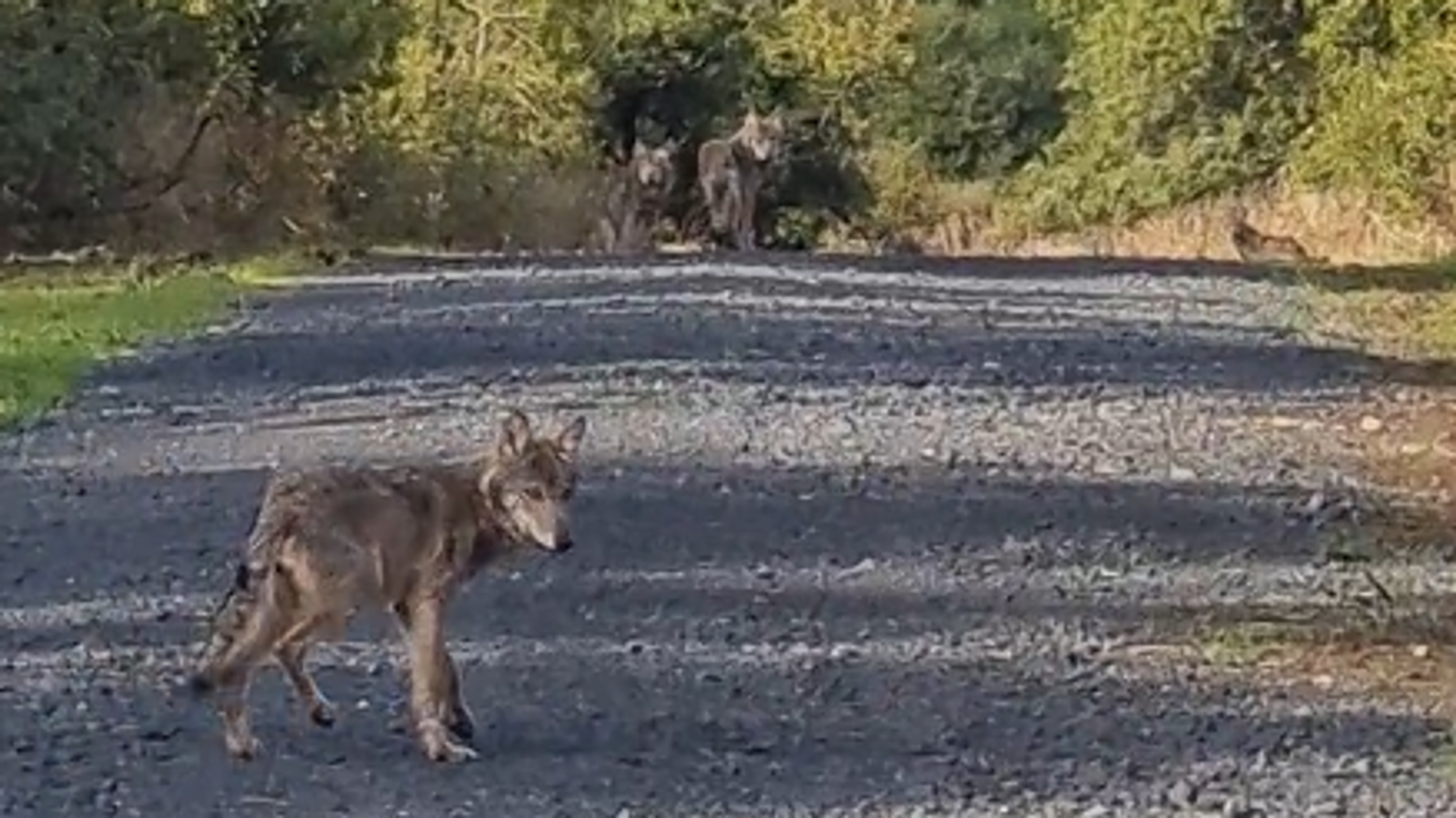 Grenzgänger: Wolf aus Wildflecken reißt Schafe in Hessen