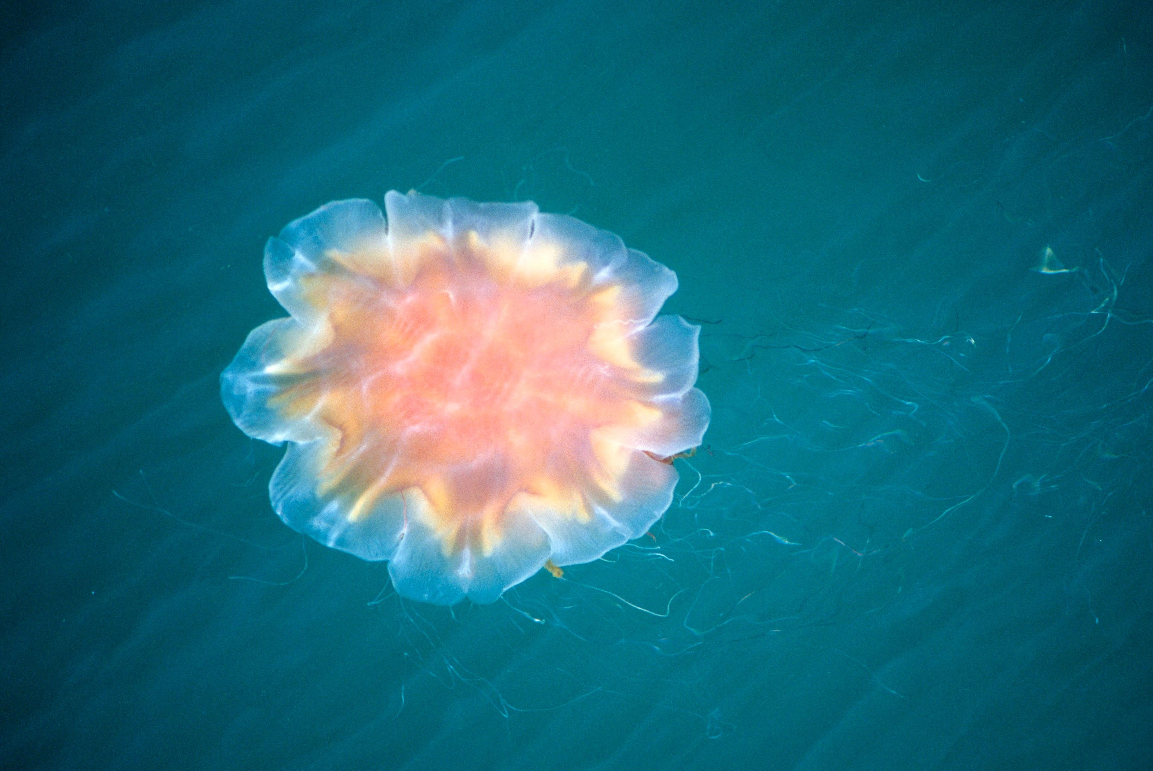 Gelbe Feuerqualle im Arktischen Ozean.