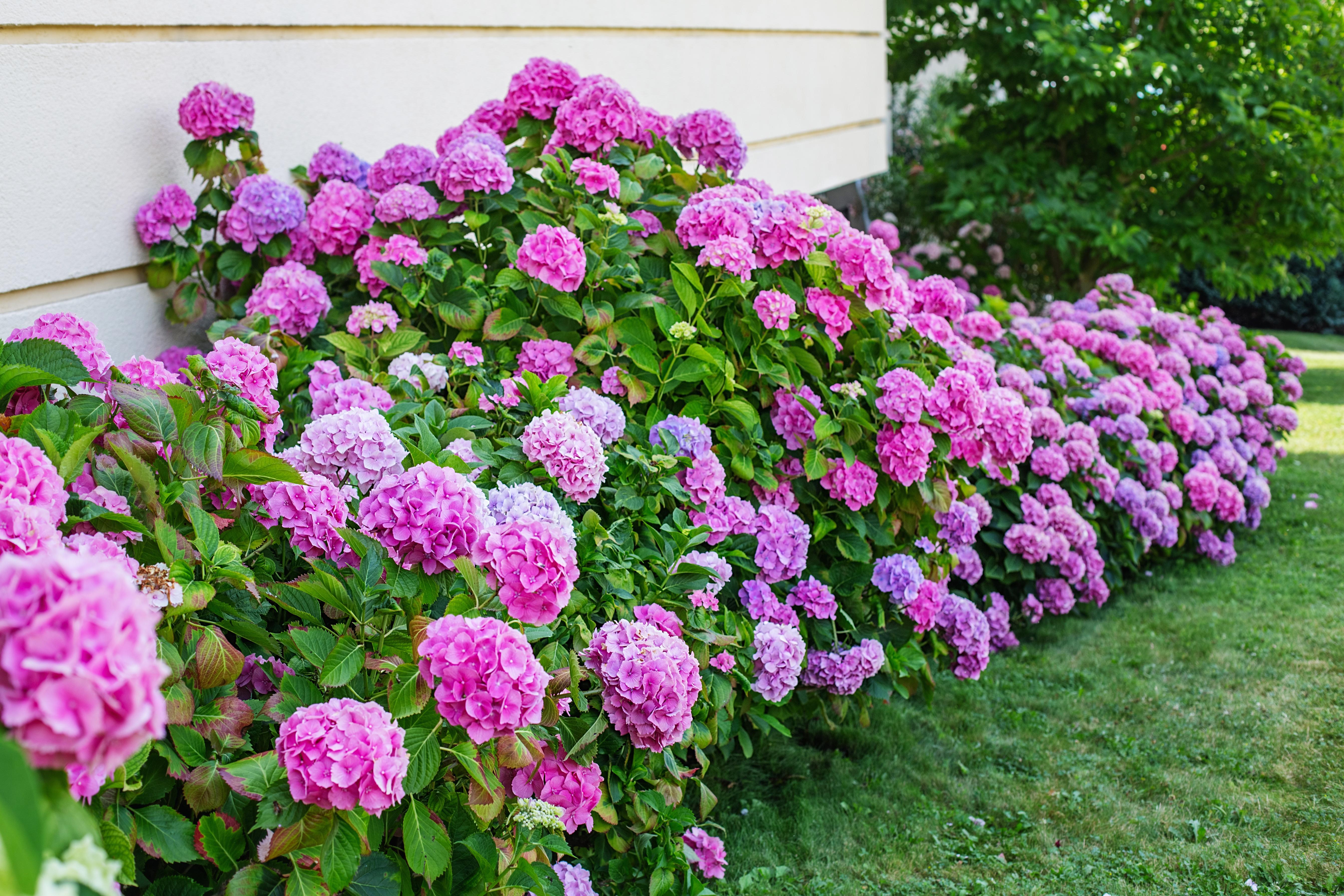 Eine Hecke von pinken Hortensien