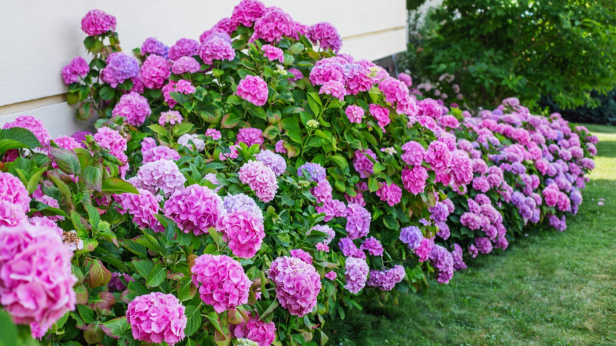 Eine Hecke von pinken Hortensien | Bild: colourbox.de Eine Hecke von pinken Hortensien