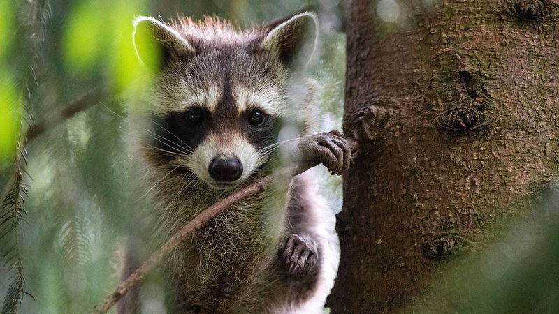 Ein Waschbär schaut schaut aus seinem Baumversteck. | Bild: picture-alliance/dpa | Lino Mirgeler Ein Waschbär schaut schaut aus seinem Baumversteck.