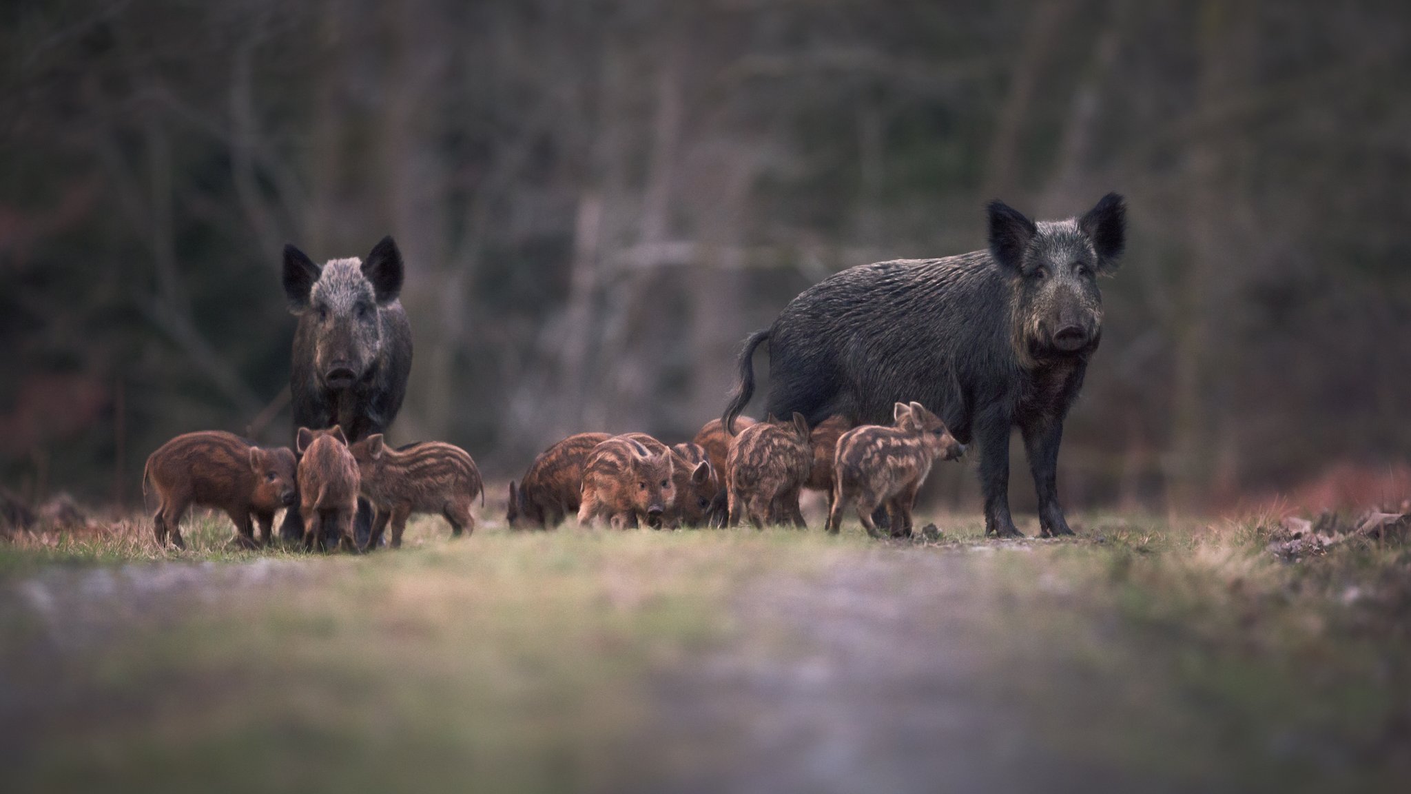 Acht tote Wildschweine nach Zusammenstoß mit Auto