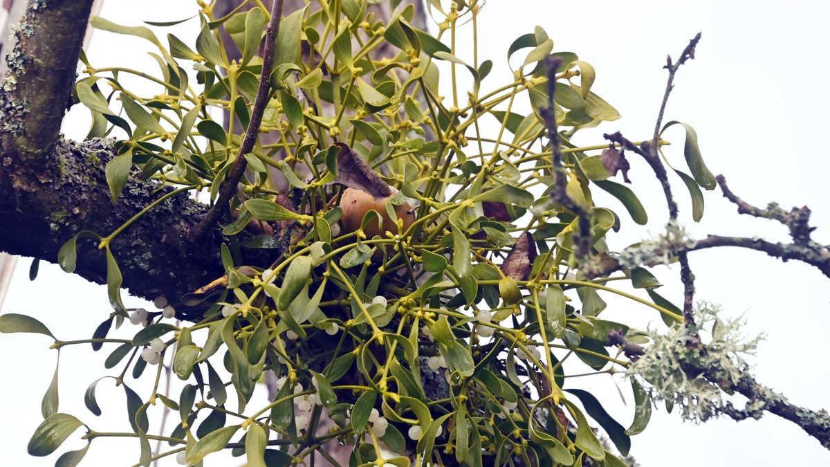 Laubholz-Mistel an einem Apfelbaum: Typisch sind die gelbgrünen, lanzettlichen, ledrigen Blätter und die beerenartigen weißen Früchte