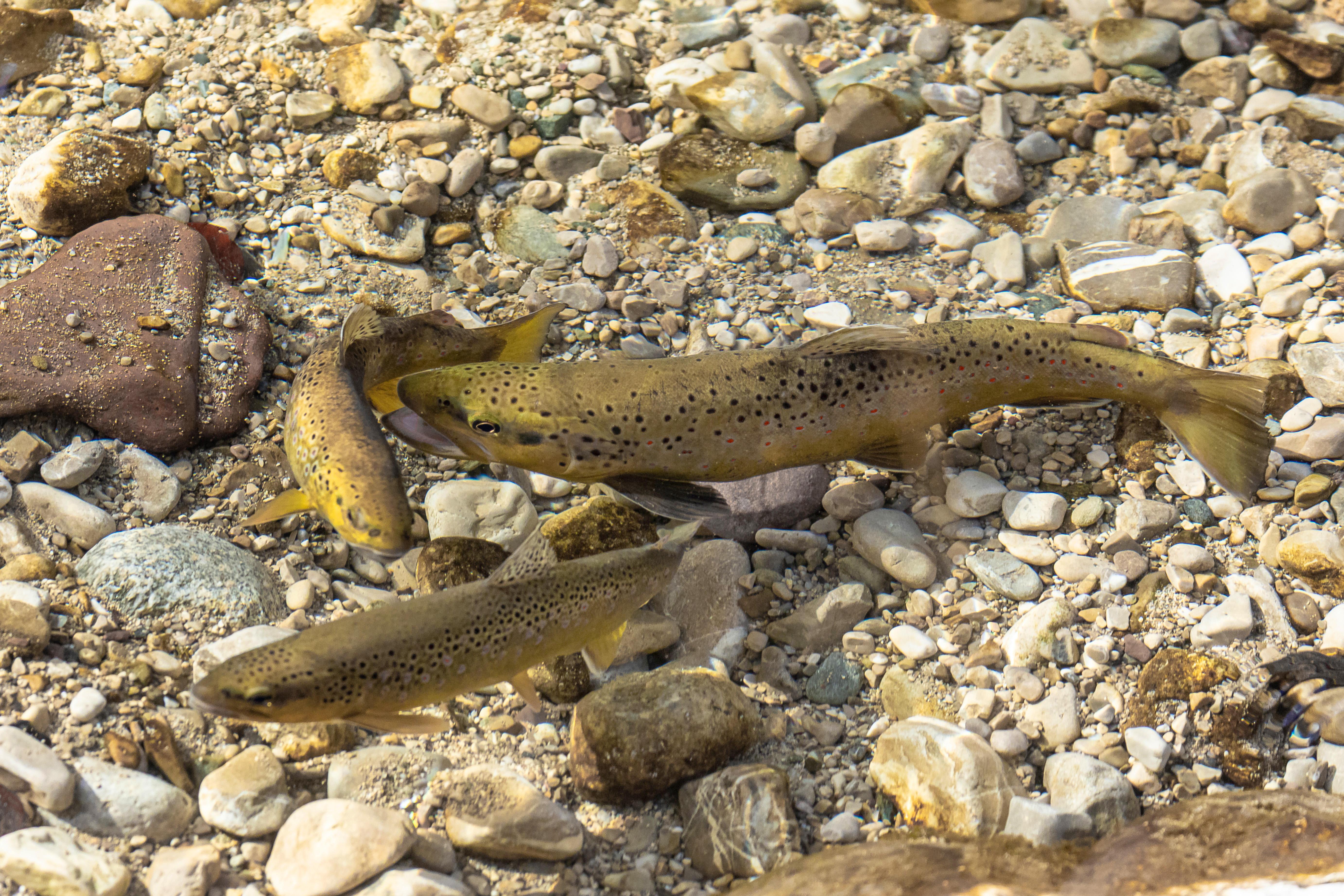 Drei Forellen, fotografiert in einem bayerischen Gewässer.