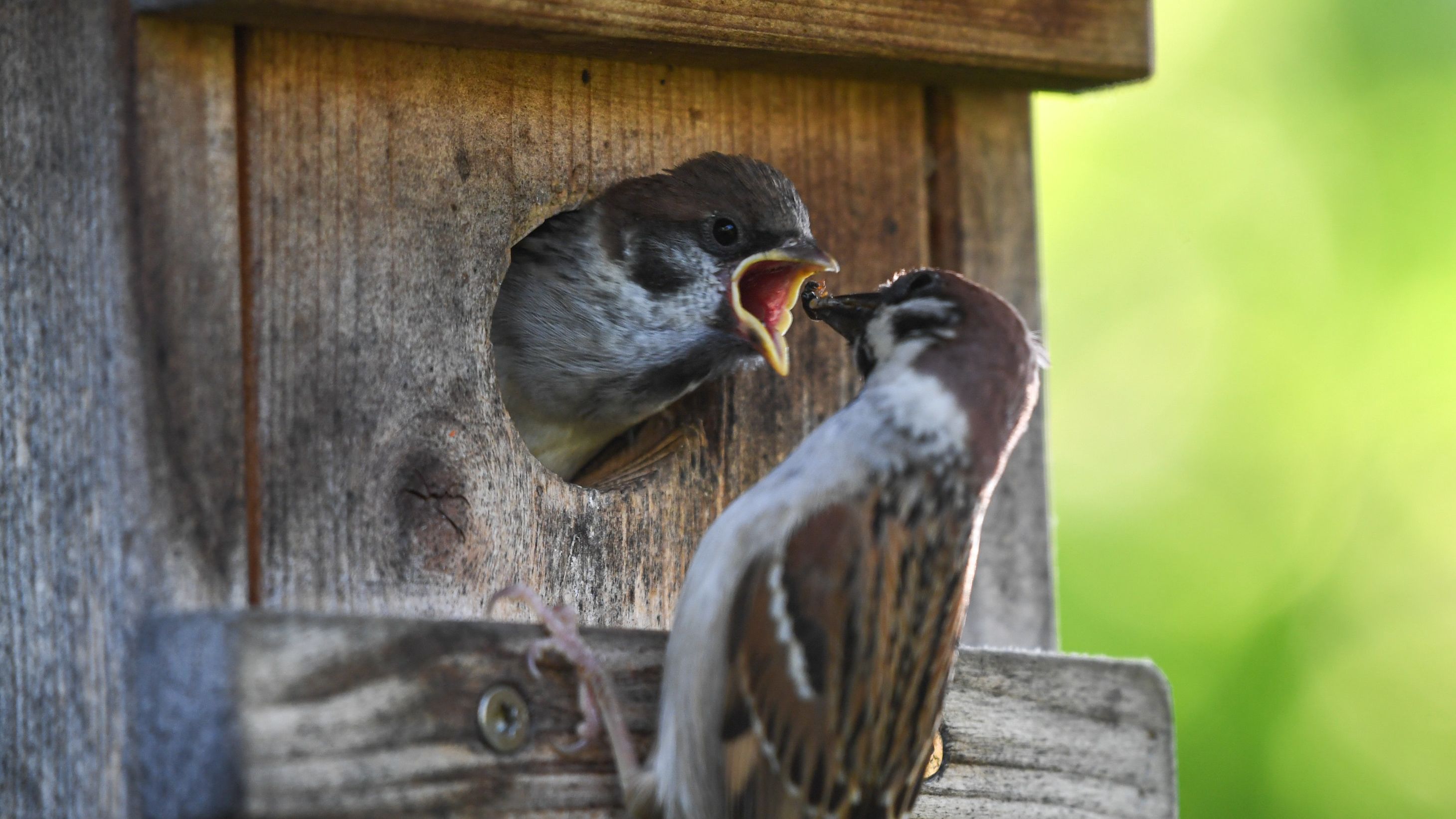 Stunde Der Gartenvogel Spatz Meistgezahlter Vogel In Bayern Br24