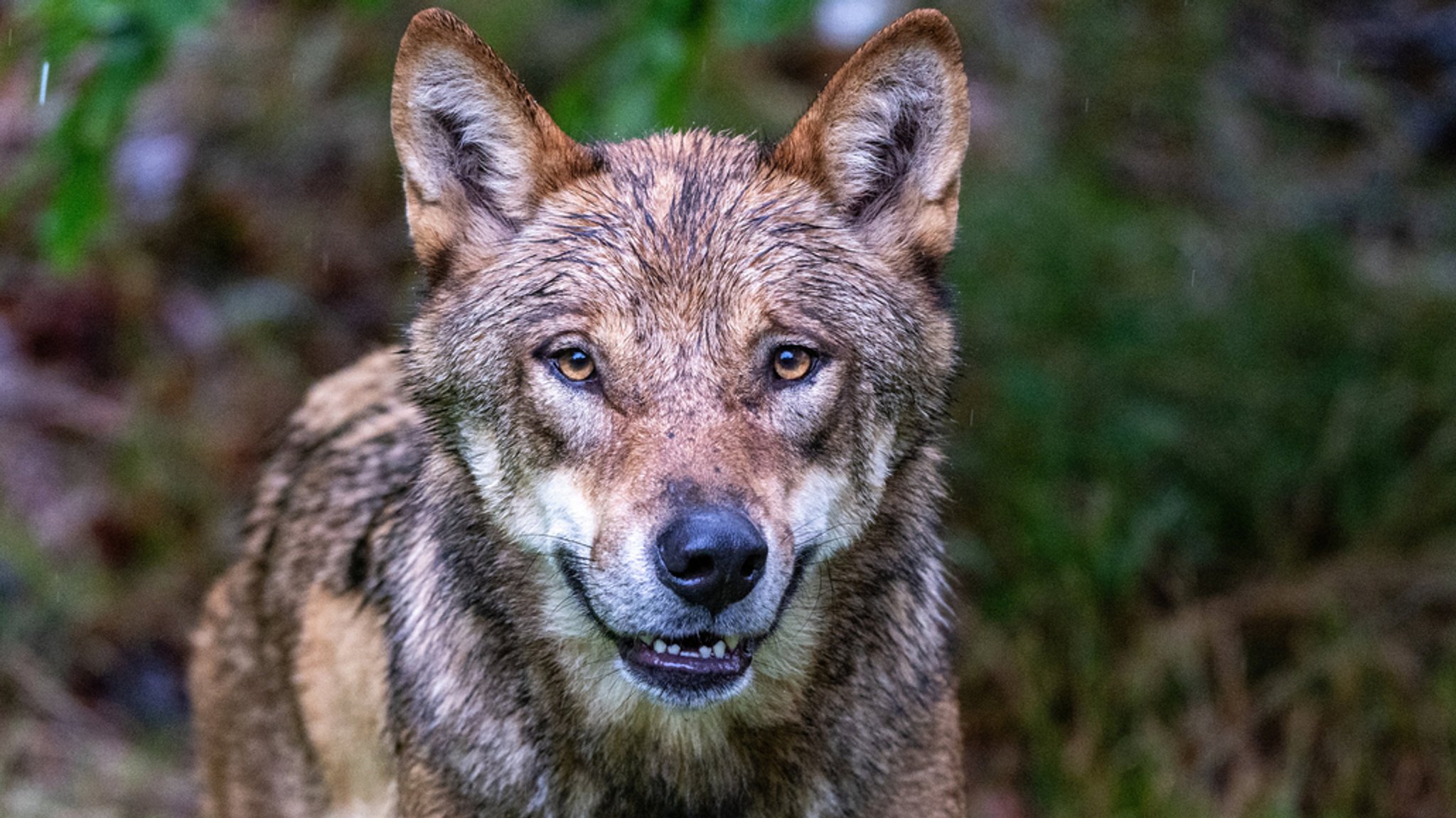 Wolf (Symbolbild) | Bild: dpa-Bildfunk/Armin Weigel Wolf (Symbolbild)