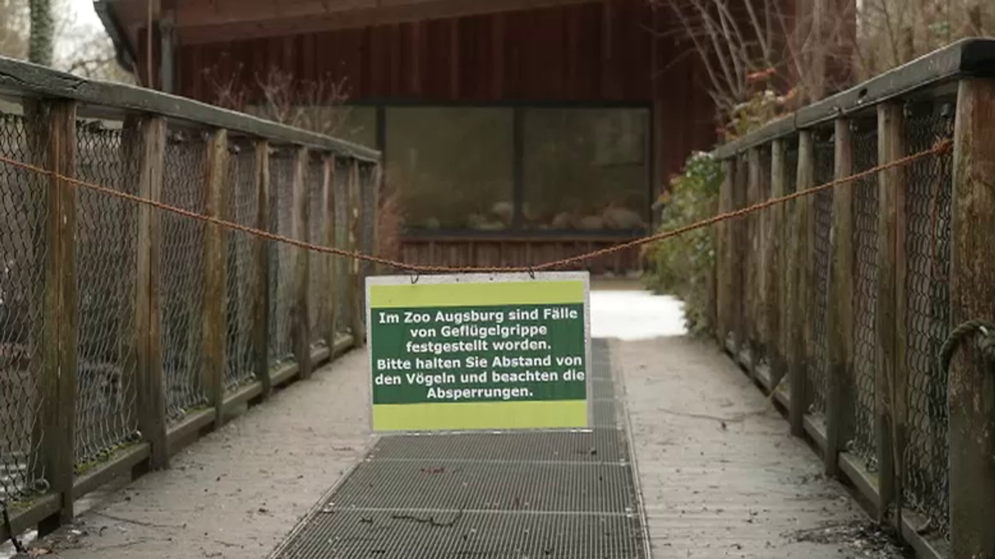 Im Augsburger Zoo haben sich vier Enten und Gänse mit dem Vogelgrippevirus infiziert, drei davon sind gestorben. Auch das Flamingohaus ist zu.