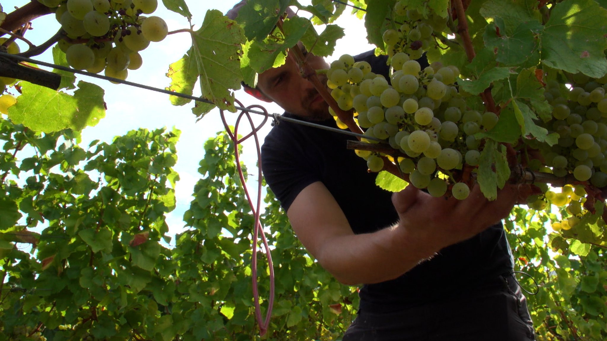 Weinlese