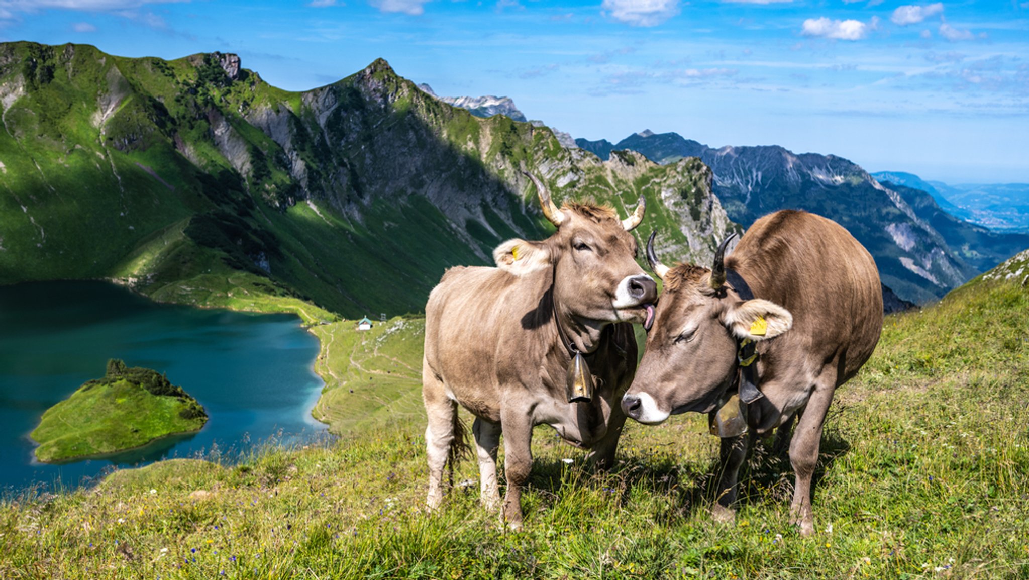 Rinder mit Hörnern: Ein Bild, das vielen vertraut sein dürfte. Der Trend geht jedoch in eine andere Richtung. Die Hörner werden weggezüchtet. Ob das gut oder schlecht ist, daran scheiden sich die Geister.