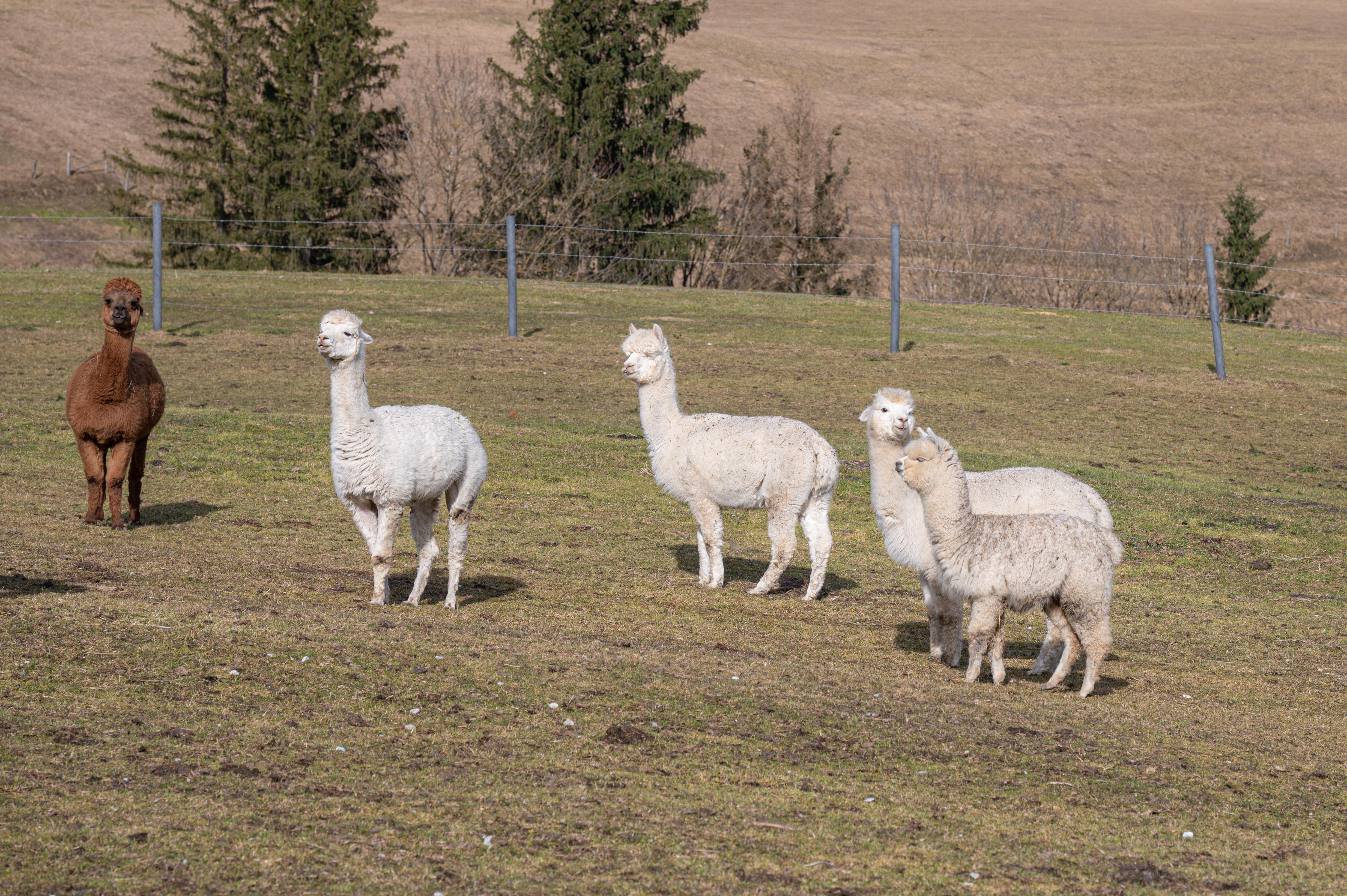 Alpakas auf der Weide (Symbolbild)