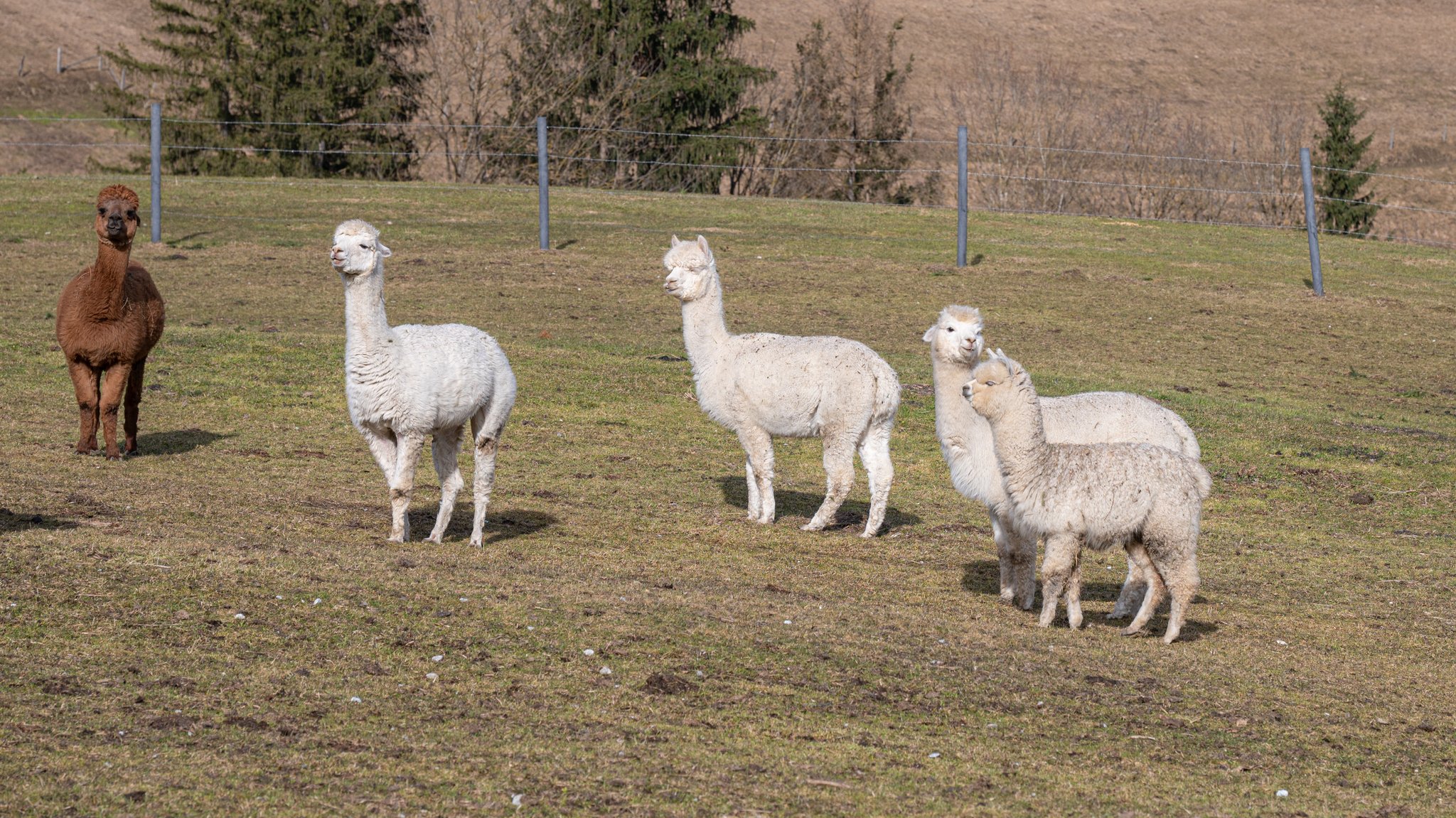 Alpakas auf der Weide (Symbolbild)