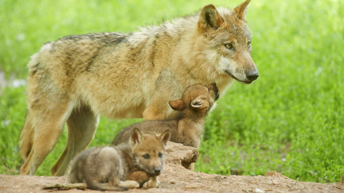 Paarungszeit der Wölfe: Was tun bei Begegnung mit dem Wildtier?