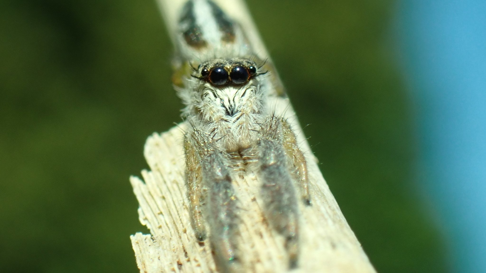 Schilf-Streckspringer Spinne