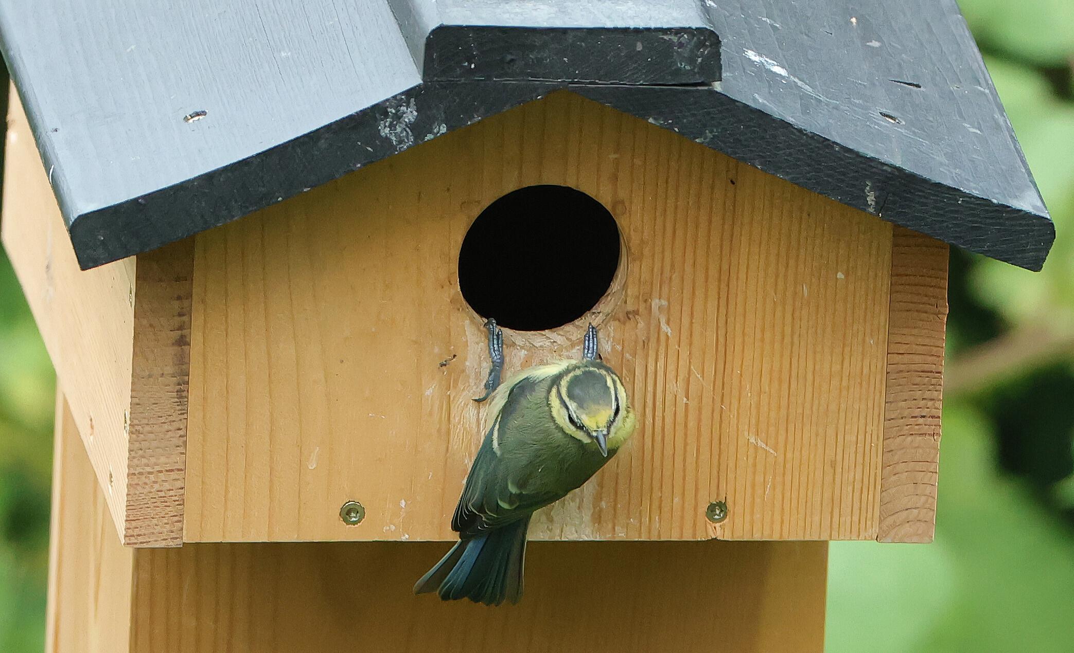Spring is coming: Bird pairs need nesting sites now